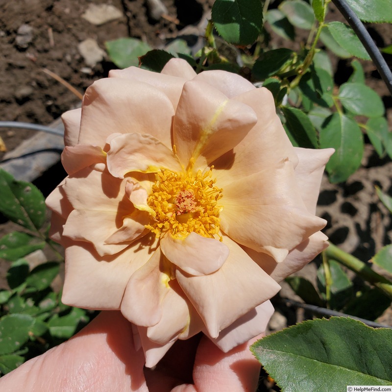 'Koko Loco (floribunda, Bedard, 2010)' rose photo