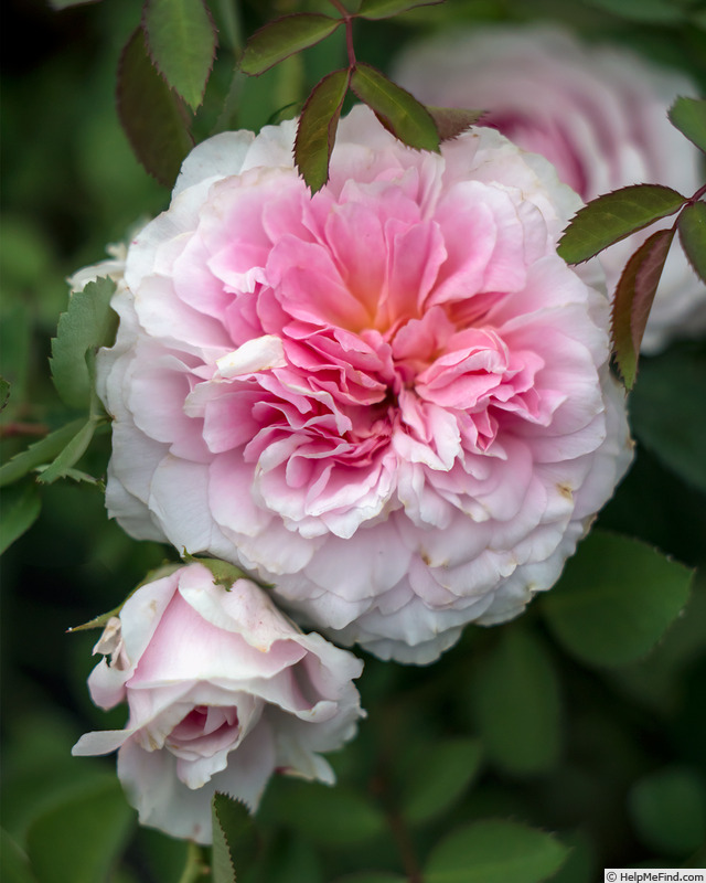 'Eustacia Vye ™' rose photo