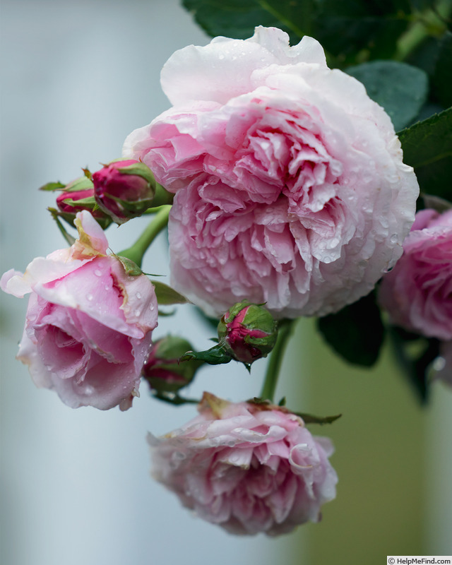 'Eustacia Vye ™' rose photo