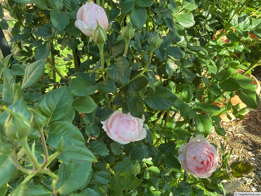'Nahéma' rose photo