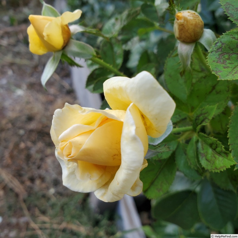 'Sunshine Daydream' rose photo