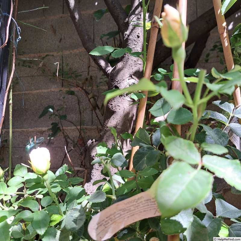 'Imogen (shrub, Austin 2016)' rose photo