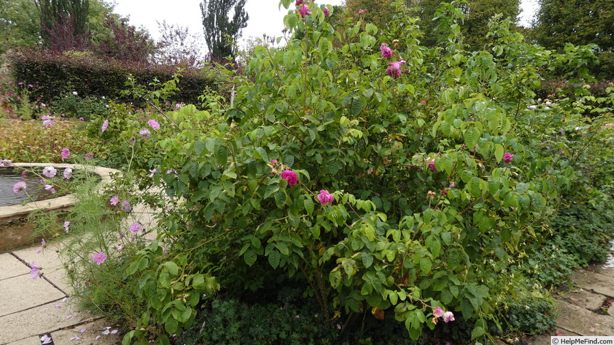 'Ardoisé de Lyon' rose photo
