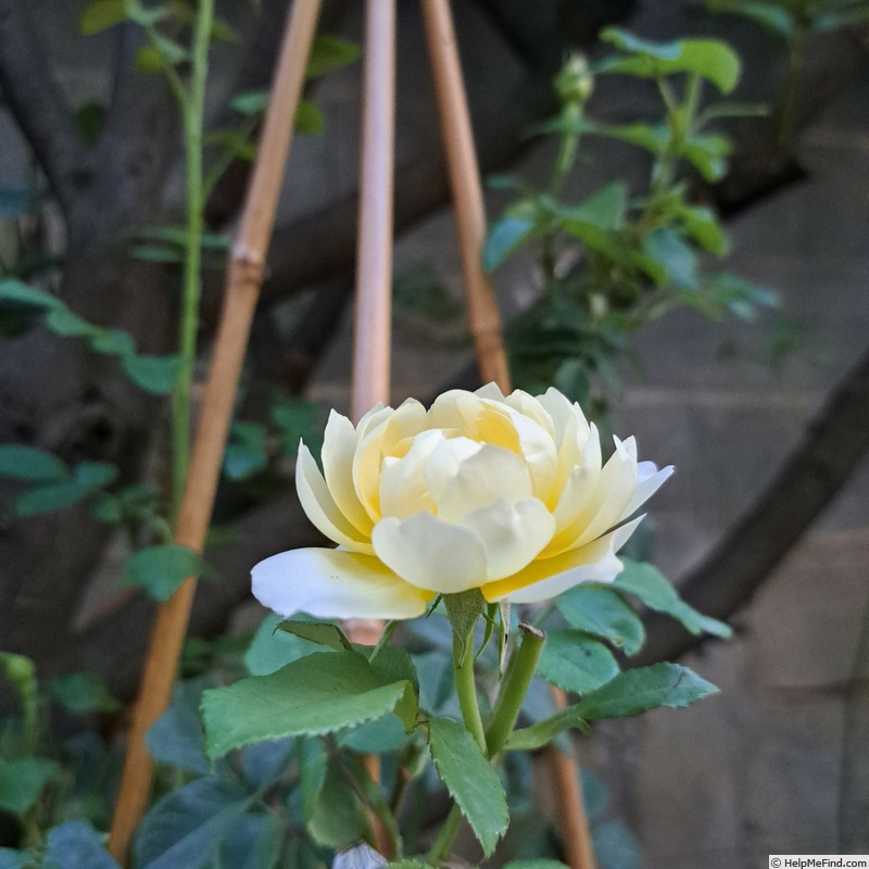 'Imogen (shrub, Austin 2016)' rose photo