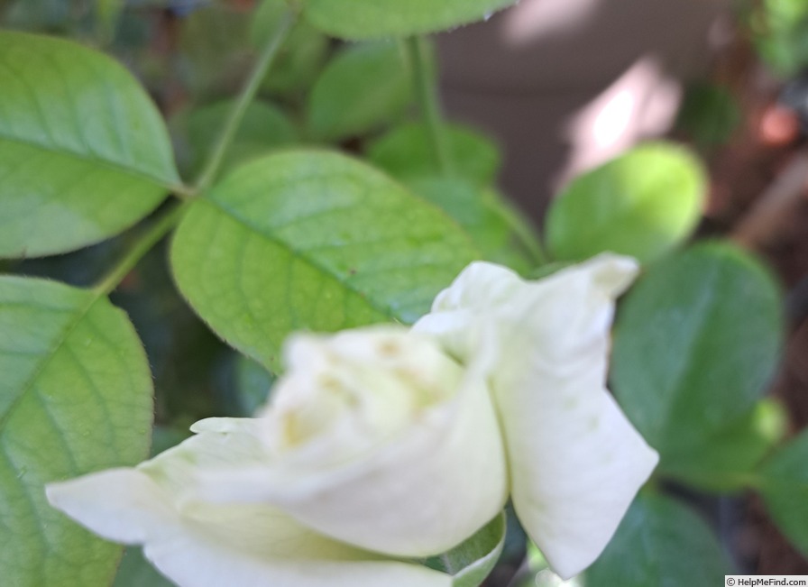 'Anggun ®' rose photo