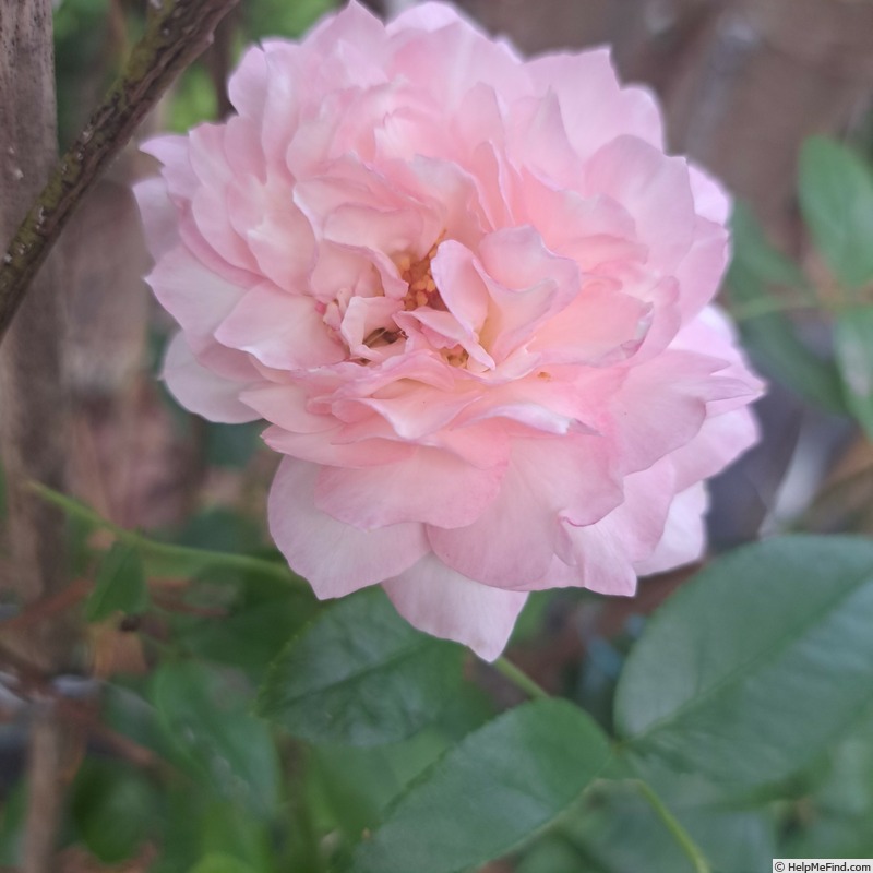 'Catherine Meurisse ®' rose photo