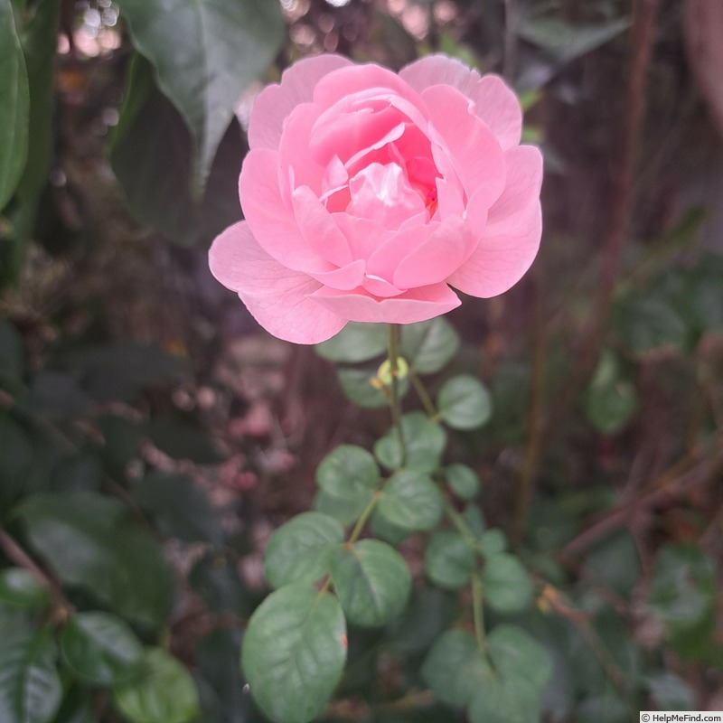 'Queen of Sweden' rose photo