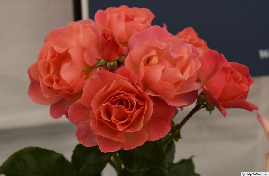 'Secret Smile' rose photo