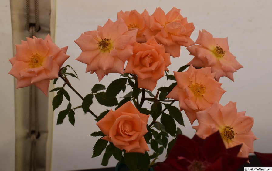 'Cider Cup' rose photo