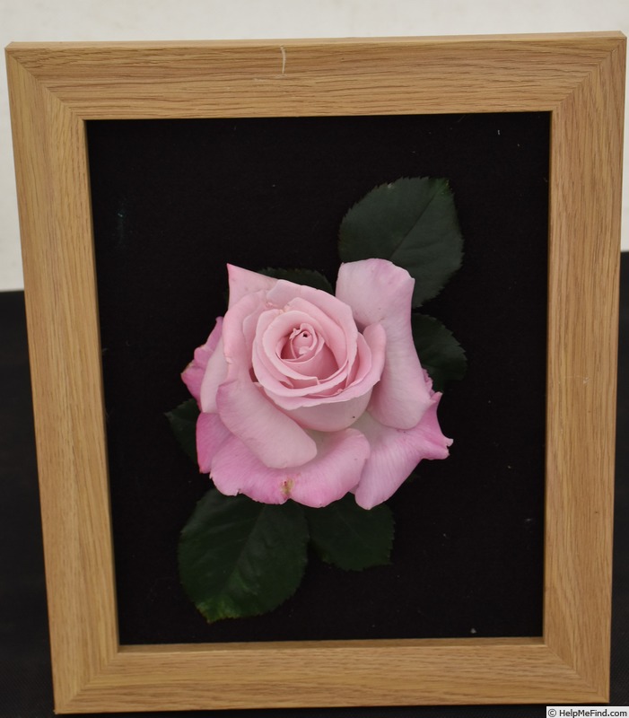 'Admiral Rodney' rose photo