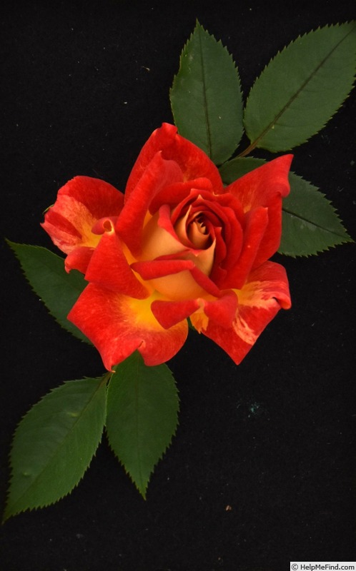 'Glowing Amber ™' rose photo