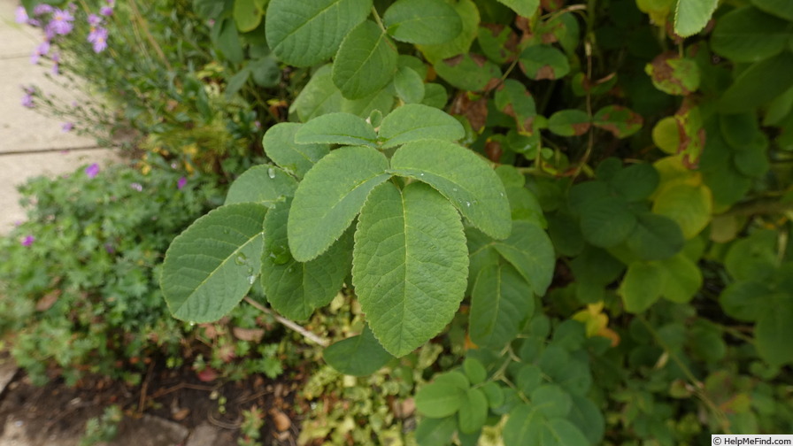 'Léda (damask, Unknown before 1818)' rose photo