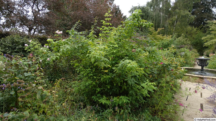 'Commandant Beaurepaire' rose photo