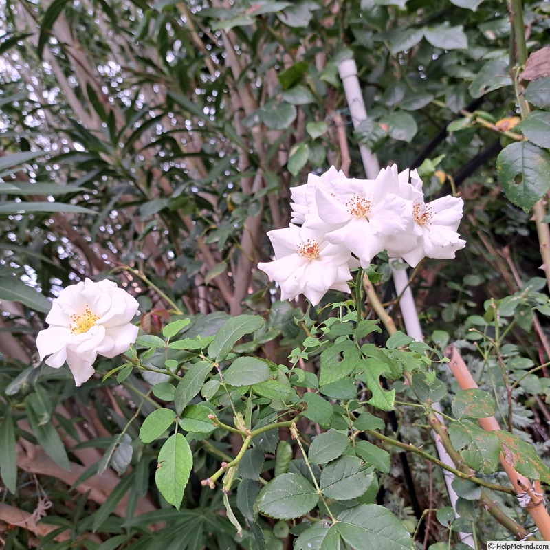 'Midsummersnow ®' rose photo
