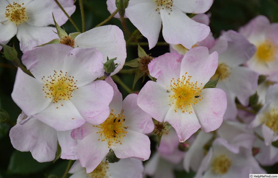 'Francis E. Lester (hybrid musk, Lester 1946)' rose photo