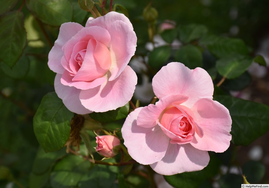 'Caroline's Heart' rose photo