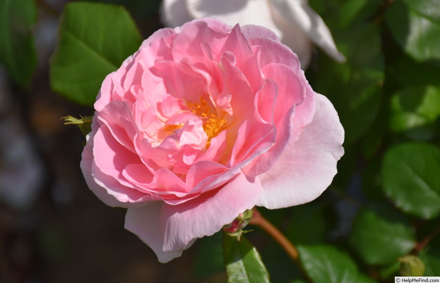 'Caroline's Heart' rose photo