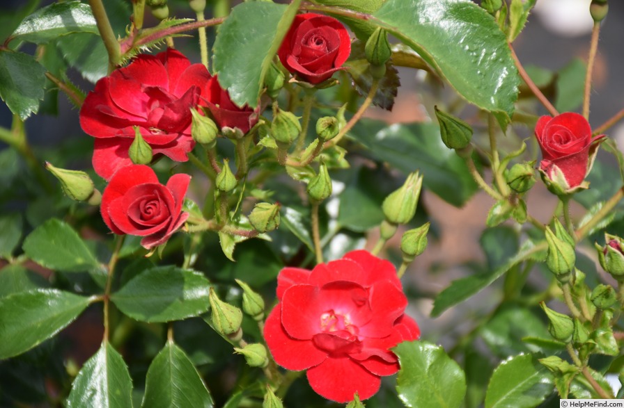 'Flower Carpet Cherry' rose photo