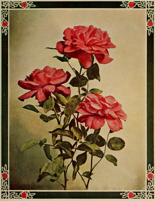 'Général Jacqueminot (hybrid perpetual, Roussel 1853)' rose photo
