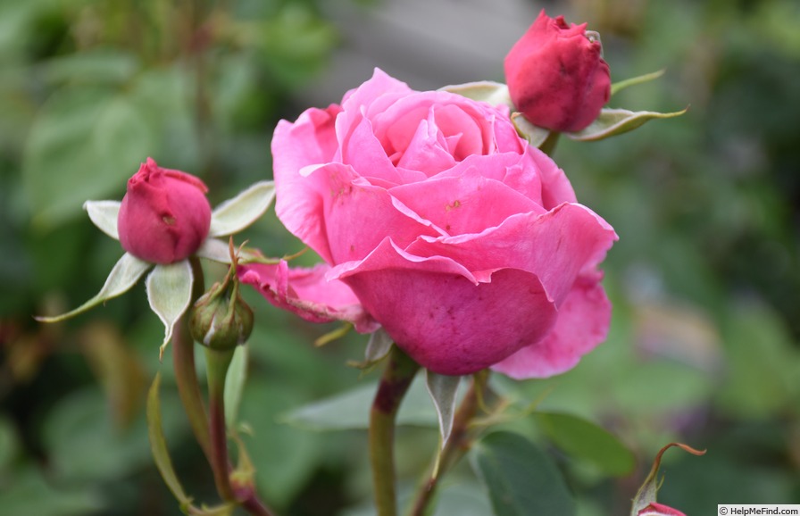 'Horatio Nelson' rose photo