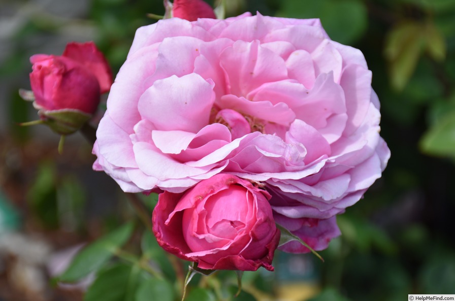 'Horatio Nelson' rose photo