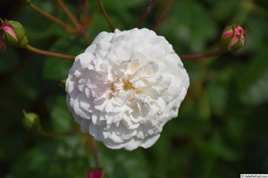 'White Pet' rose photo