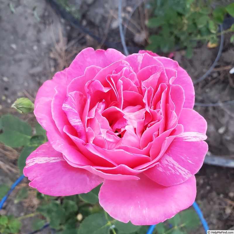 'Candy Stripe' rose photo