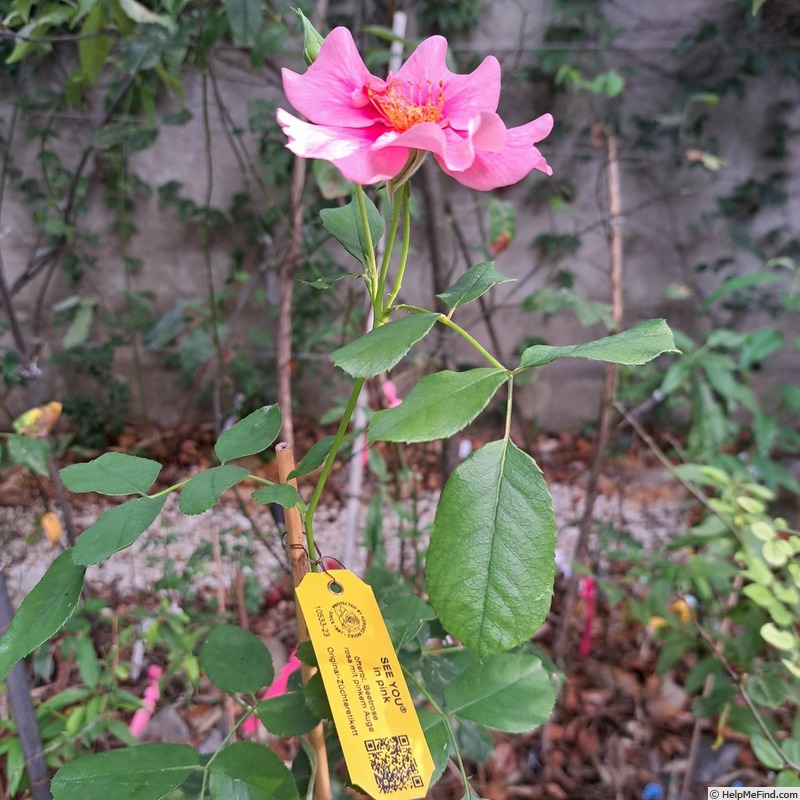 'See You in Pink ®' rose photo