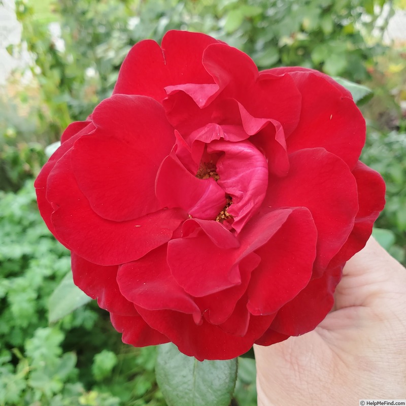 'Forever Yours (hybrid tea, Evers 2008)' rose photo