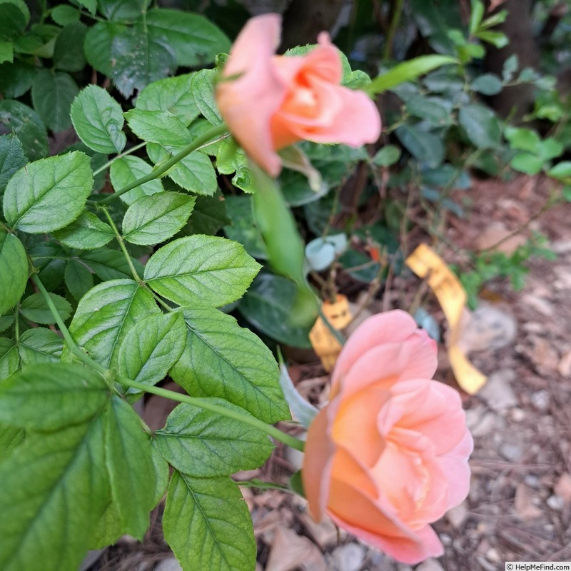 'King Arthur ® (floribunda, Harkness, 1988)' rose photo
