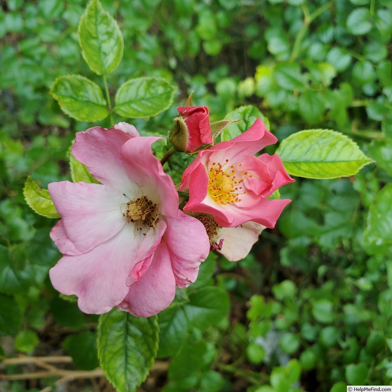 'Forever & Ever Pink' rose photo