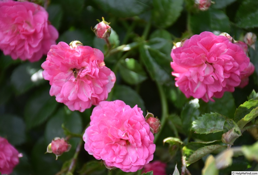 'Minnehaha' rose photo