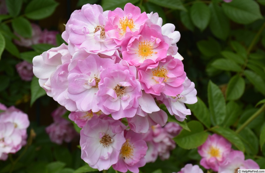 'Apple Blossom (hybrid multiflora, Burbank, 1932)' rose photo