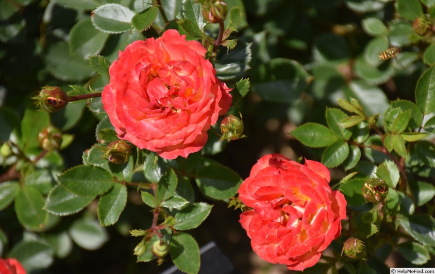 'Irish Eyes ™ (floribunda, Dickson, 1999)' rose photo