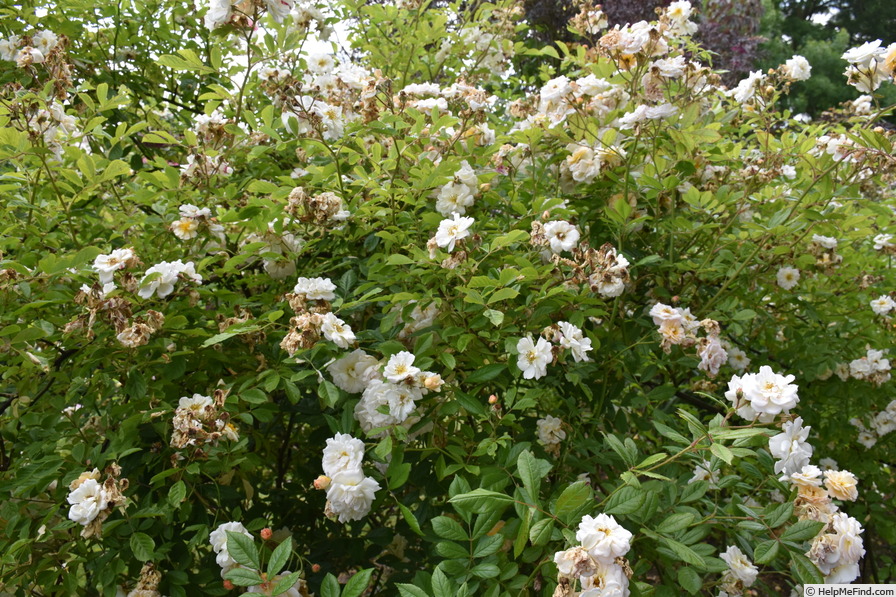 'Ghislaine de Féligonde' rose photo