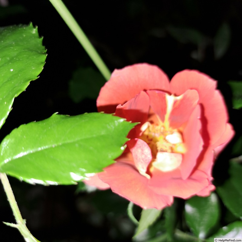 'Havanna ® (floribunda, Spek 2013)' rose photo