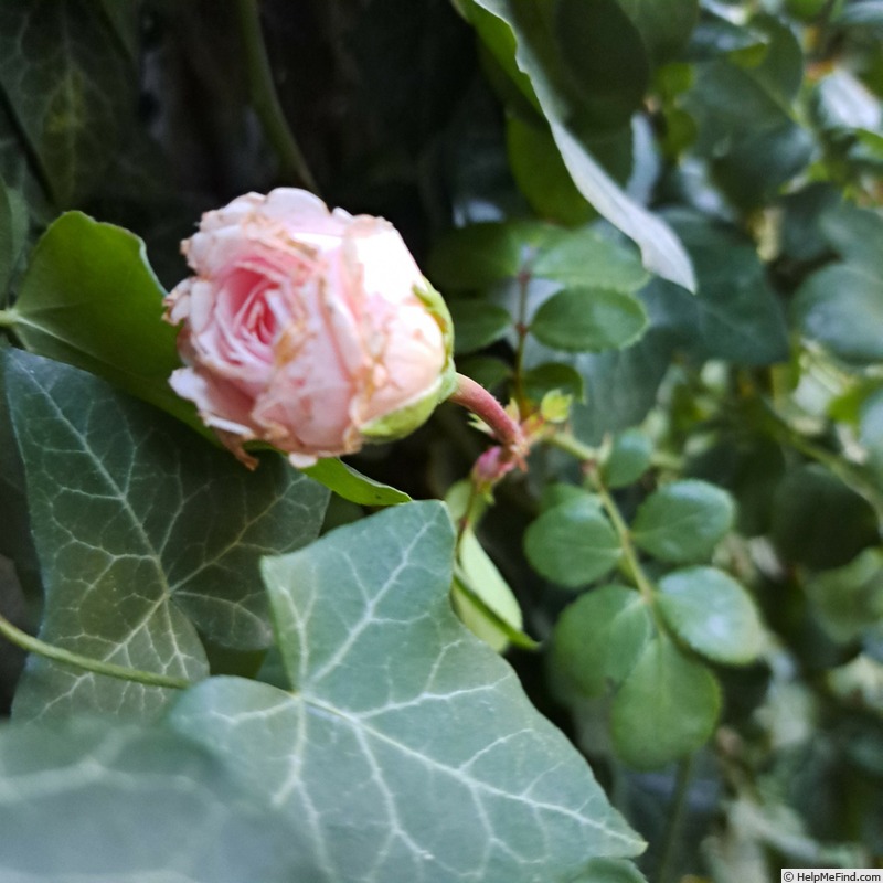 'La Giralda ® (climber, Kordes, 2003)' rose photo