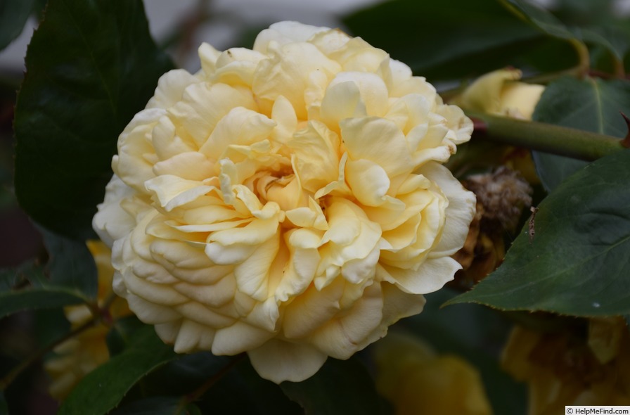 'Duchesse d'Auerstädt' rose photo