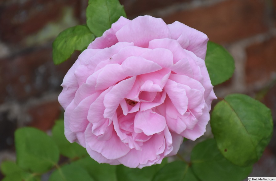'Madame Caroline Testout, Cl.' rose photo