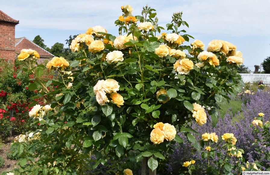 'Absolutely Fabulous' rose photo