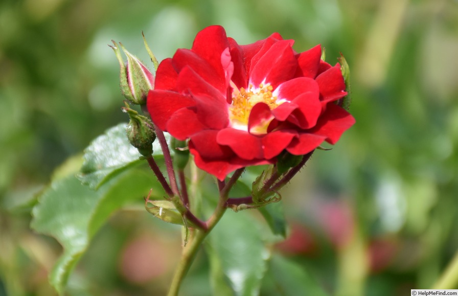 'Rambling Rosie' rose photo