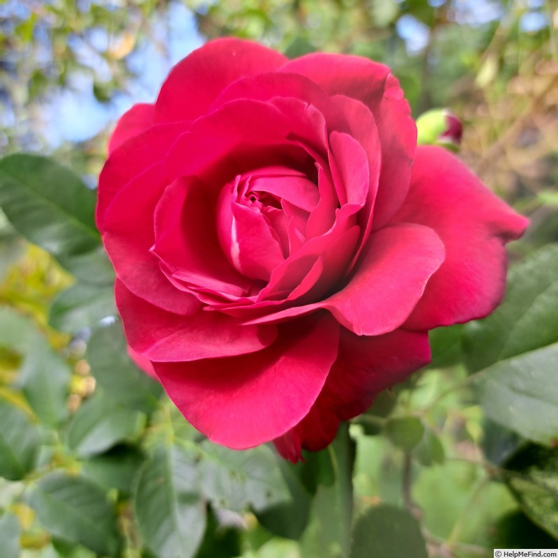 'Hameau Duboeuf ®' rose photo