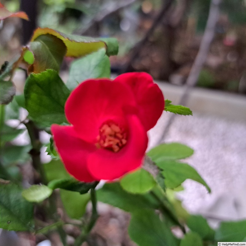 'Zepeti ®' rose photo