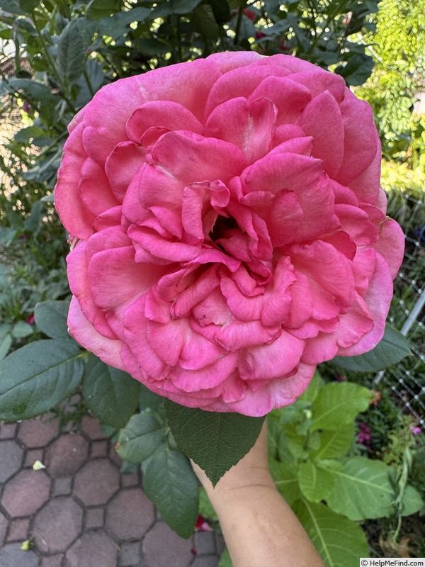'Canada Blooms' rose, click to enlarge 'Canada Blooms' rose photo
