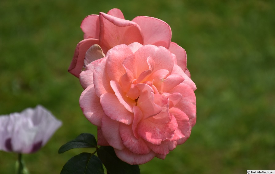 'Elizabeth of Glamis ®' rose photo