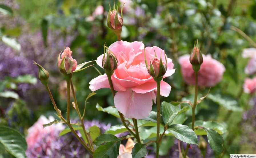 'L'Aimant' rose photo
