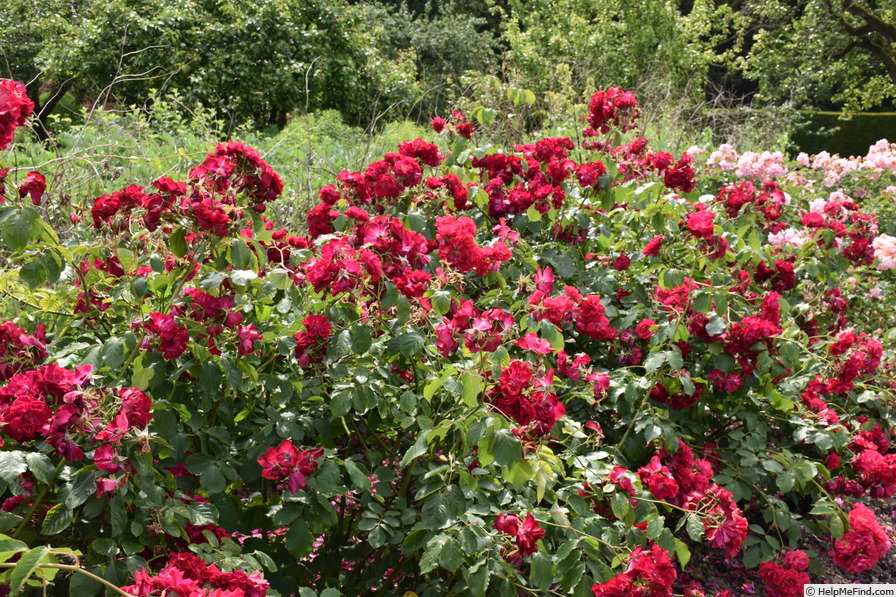 'Wilhelm' rose photo