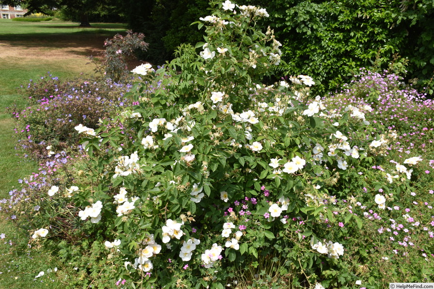 'R. dupontii' rose photo