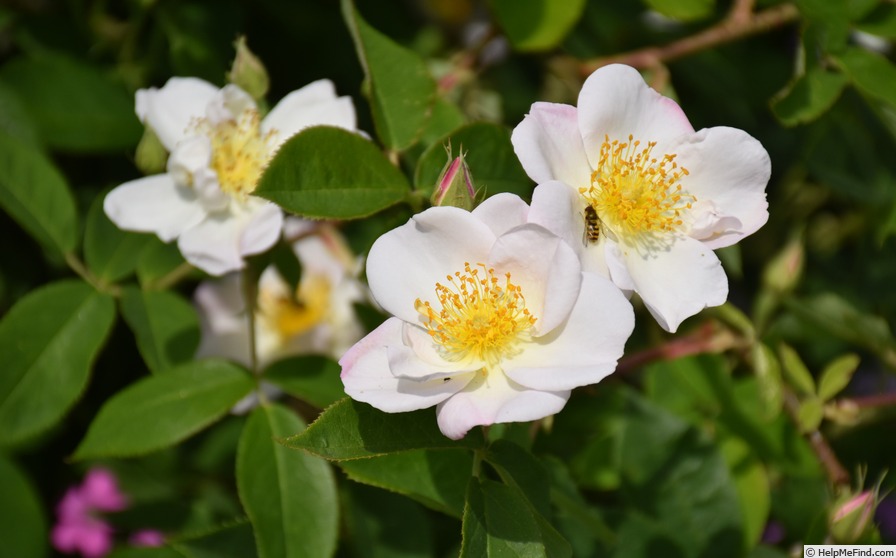 'R. dupontii' rose photo