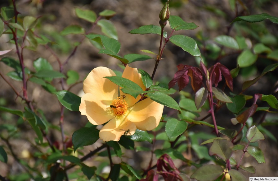 'Mrs. Oakley-Fisher (Hybrid Tea, Cant, 1921)' rose photo